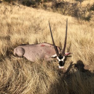 Gemsbok Hunt