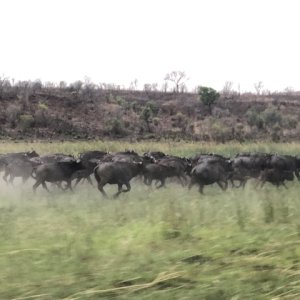 Buffalo Zimbabwe