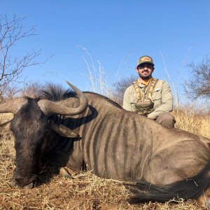 Blue Wildebeest Hunting South Africa