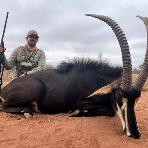 Sable Hunting South Africa