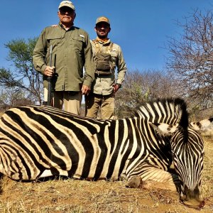 Burchell's Plain Zebra Hunting South Africa