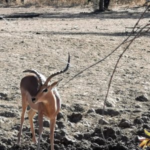 Abnormal Impala South Africa