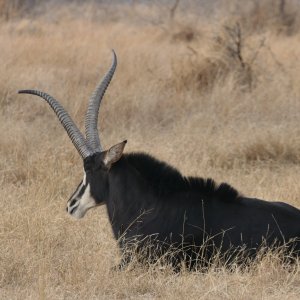 Unusual Sable South Africa