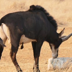 Unusual Sable South Africa