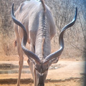 Abnormal Three Horned Kudu South Africa