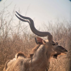 Abnormal Three Horned Kudu South Africa