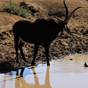 Unusual Sable South Africa