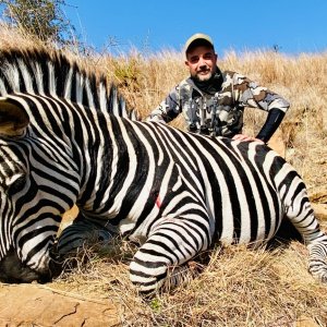 Zebra Hunt Eastern Cape South Africa