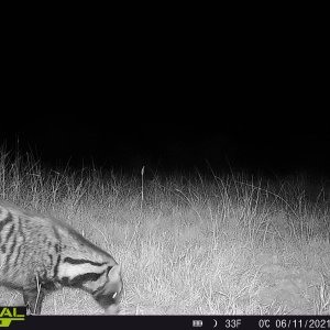 Civet Trail Camera South Africa