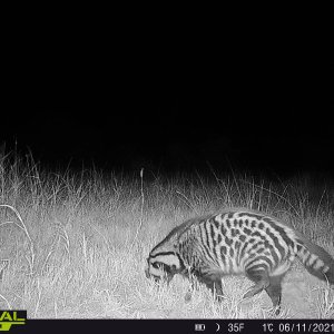 Civet Trail Camera South Africa