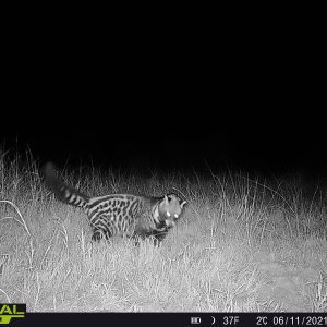 Civet Trail Camera South Africa