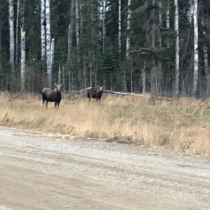 Moose Cow & Calf Canada