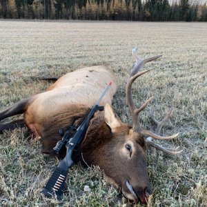 Elk Hunt Canada