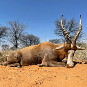 Blesbok Hunt South Africa