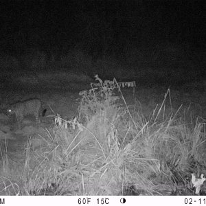 Black Leopard Trail Camera Central African Republic