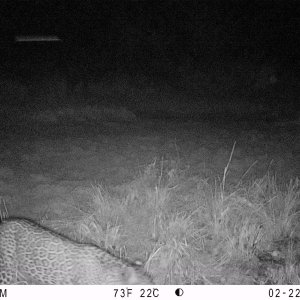 Black Leopard Trail Camera Central African Republic