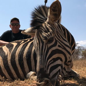 Zebra Hunting South Africa