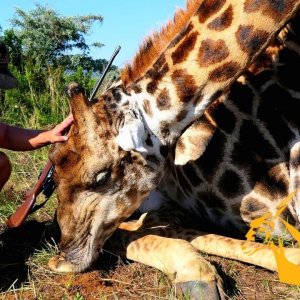 Summer Giraffe Hunt  Bayly Sippel Safaris South Africa