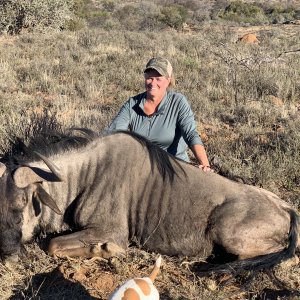 Blue Wildebeest Hunt Limpopo South Africa