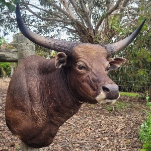 Red Bull Shoulder Mount Taxidermy