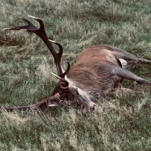 Red Stag Hunt United Kingdom