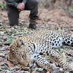 Leopard Hunting Tanzania