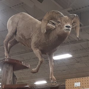 Rocky Mountain Bighorn Sheep Full Mount Taxidermy