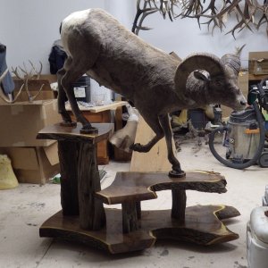 Rocky Mountain Bighorn Sheep Full Mount Taxidermy