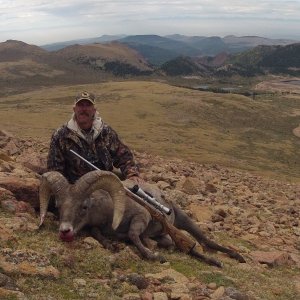 Rocky Mountain Bighorn Sheep Hunt