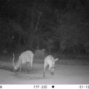 Bongo Trail Camera Central African Republic