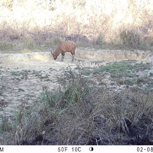 Bongo Trail Camera Central African Republic