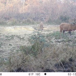 Bongo Trail Camera Central African Republic