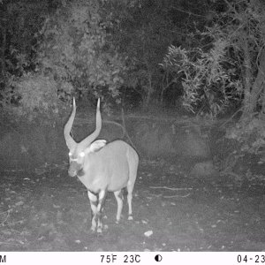 Bongo Trail Camera Central African Republic