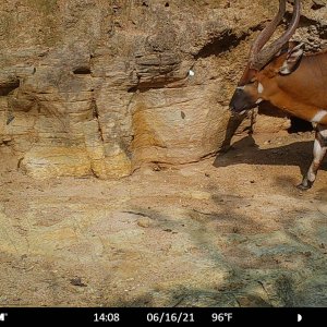 Bongo Trail Camera Central African Republic