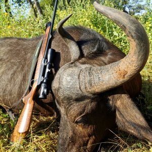 Buffalo Cow Hunt South Africa