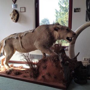 Lion Full Mount Taxidermy