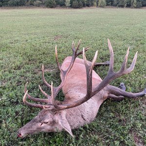 Red Stag Hunting Romania