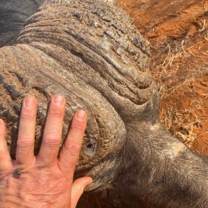 Buffalo Hunt South Africa | AfricaHunting.com