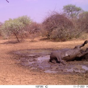 Buffalo Bull Trail Camera South Africa