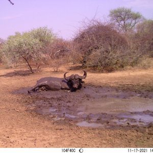 Buffalo Bull Trail Camera South Africa