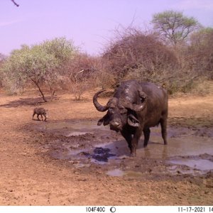 Buffalo Bull Trail Camera South Africa