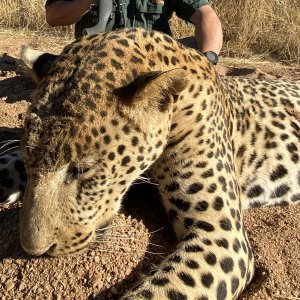 Leopard Hunting Namibia