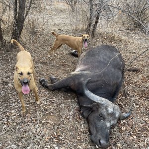 Buffalo Hunting Zimbabwe | AfricaHunting.com