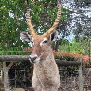 Waterbuck Shoulder mount Taxidermy