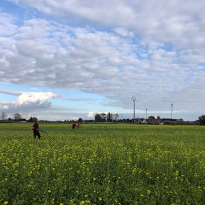 Hunting For Pheasant, Partridge & Hare Flanders