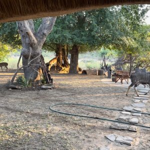 Nyala Herd Zimbabwe