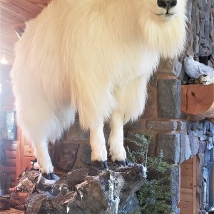 Mountain Goat Full Mount Taxidermy