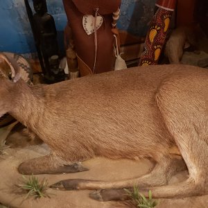 Duiker Full Mount Taxidermy