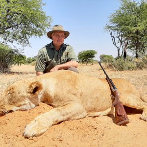 Lioness Hunt Kalahari South Africa