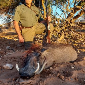 Warthog Hunt Kalahari South Africa